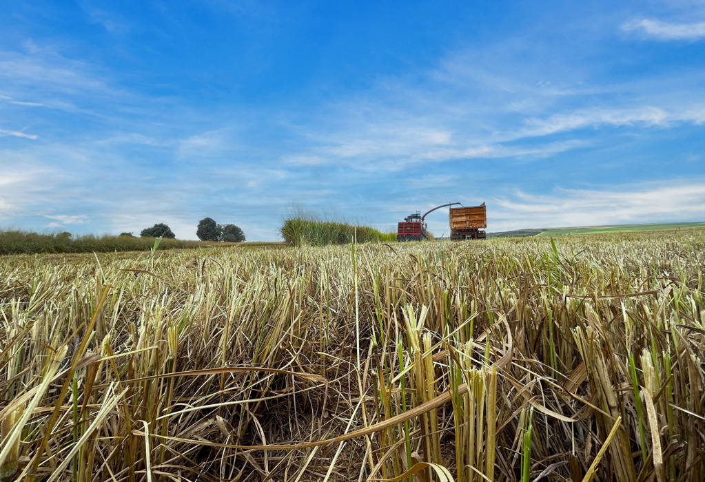agriulture-crops.jpg